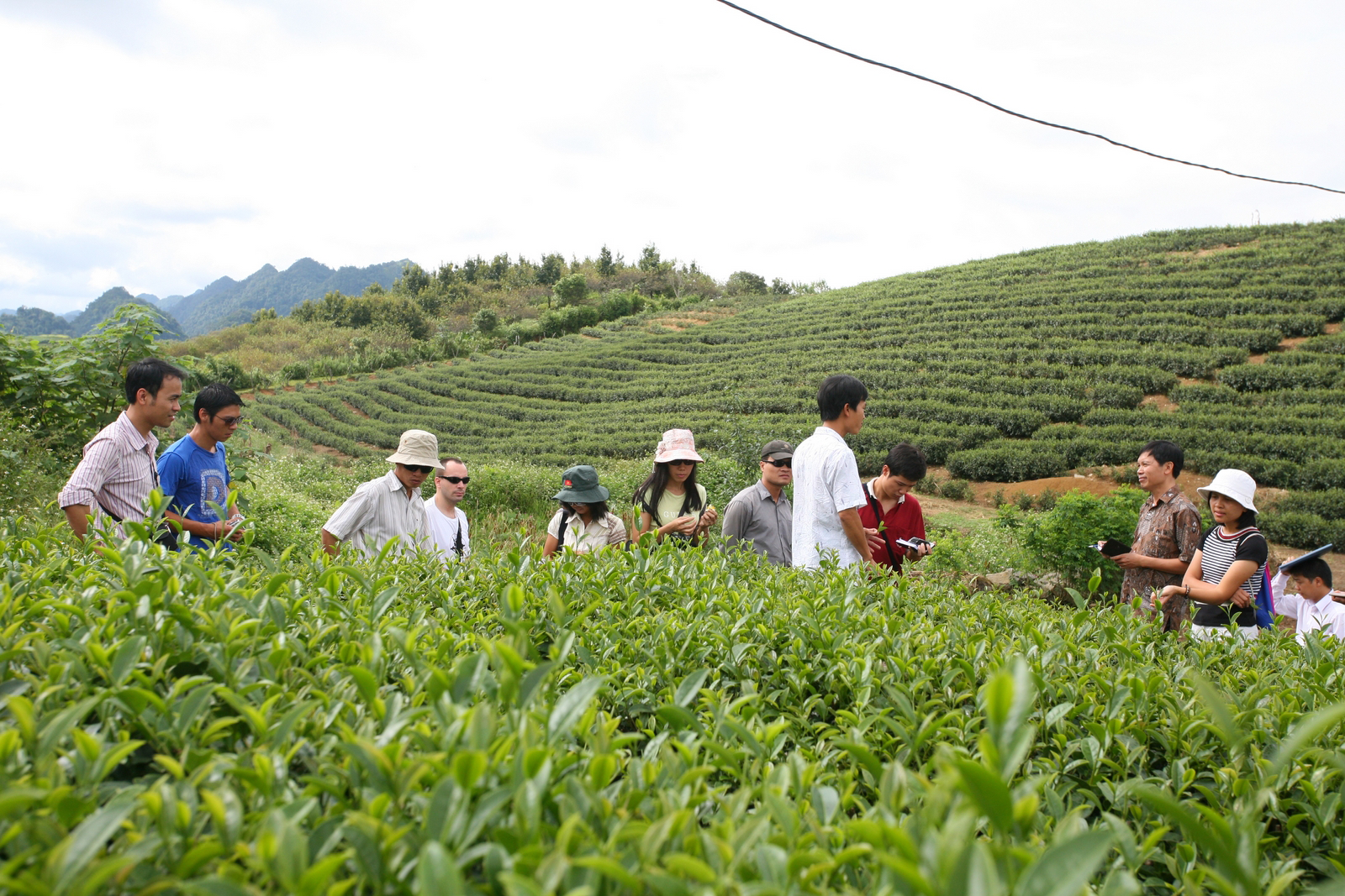 Xuất khẩu chè tăng trưởng cả về giá và giá trị, nhưng vẫn thấp hơn so với giá thế giới.