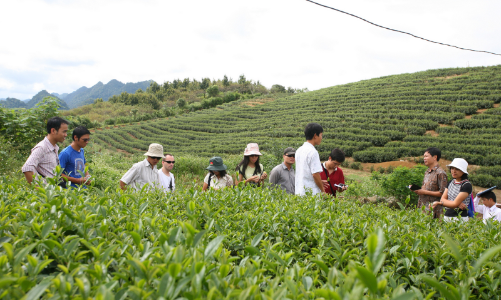 Những hạn chế bất cập khiến giá chè xuất khẩu vẫn thấp