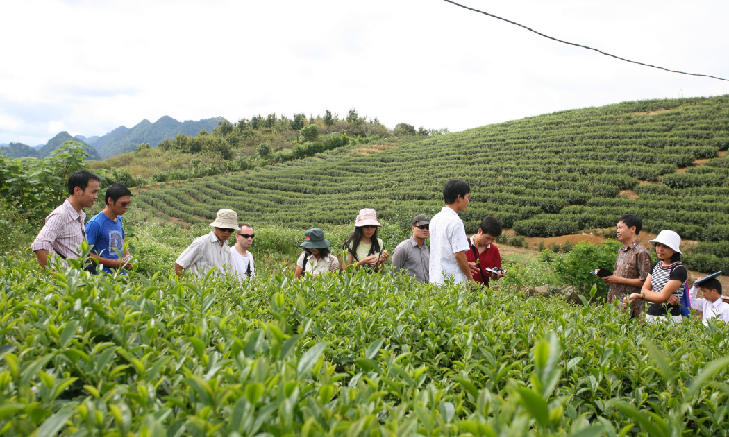 Xuất khẩu chè tăng trưởng cả về giá và giá trị, nhưng vẫn thấp hơn so với giá thế giới.