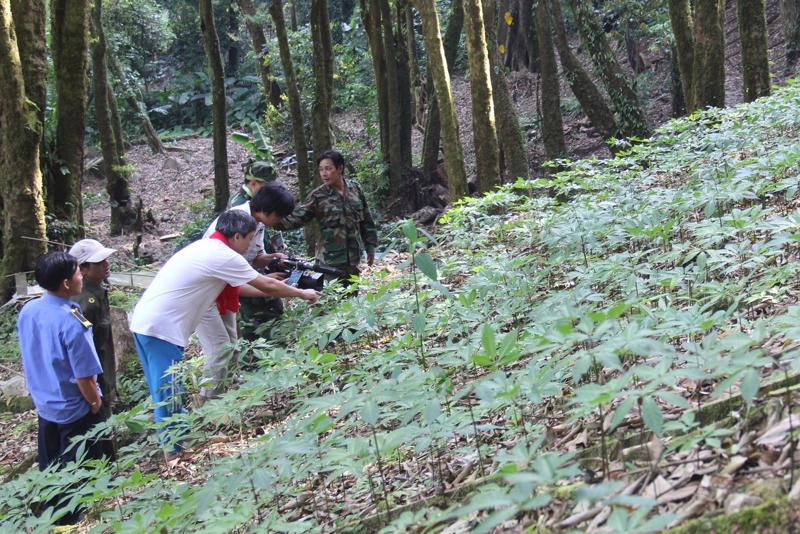 A farm of Ngoc Linh ginseng in Quang Nam province (Photo: VnEconomy)