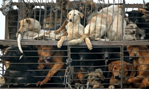 Tổ chức quốc tế tài trợ hơn 1 tỷ đồng để khách du lịch, người Hội An không ăn thịt chó, mèo