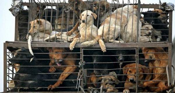 Thịt chó, mèo sẽ bị hạn chế tại Hội An, Quảng Nam 