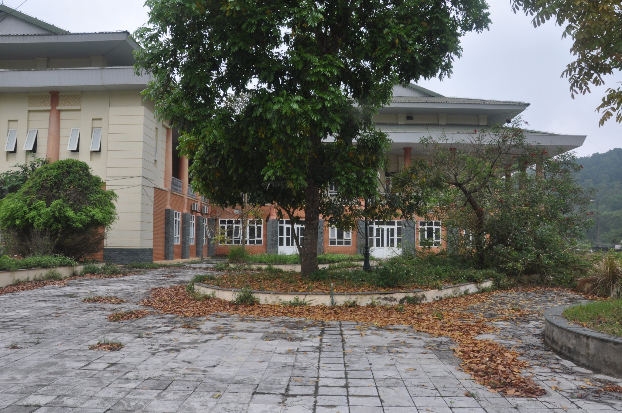 L&aacute; c&acirc;y rụng kh&ocirc;ng c&oacute; người qu&eacute;t dọn