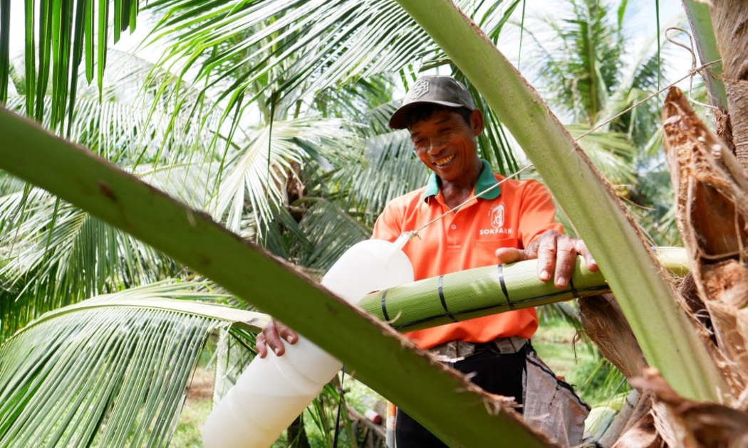 Mô hình trồng dừa thu mật giúp tăng được giá trị kinh tế cho nông hộ từ 3 -5 lần.