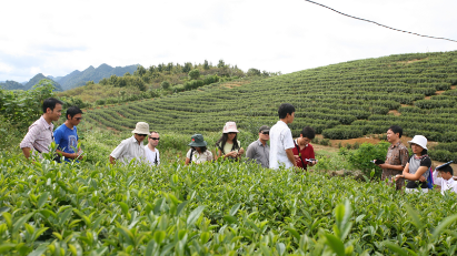 Much to do to boost value of tea exports