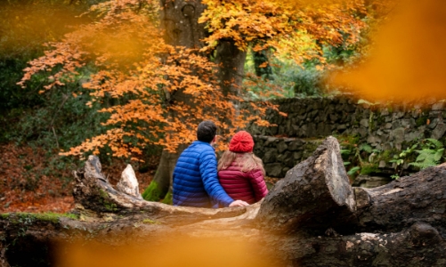 Tour du lịch “ngắm lá đỏ” vào mùa đắt khách