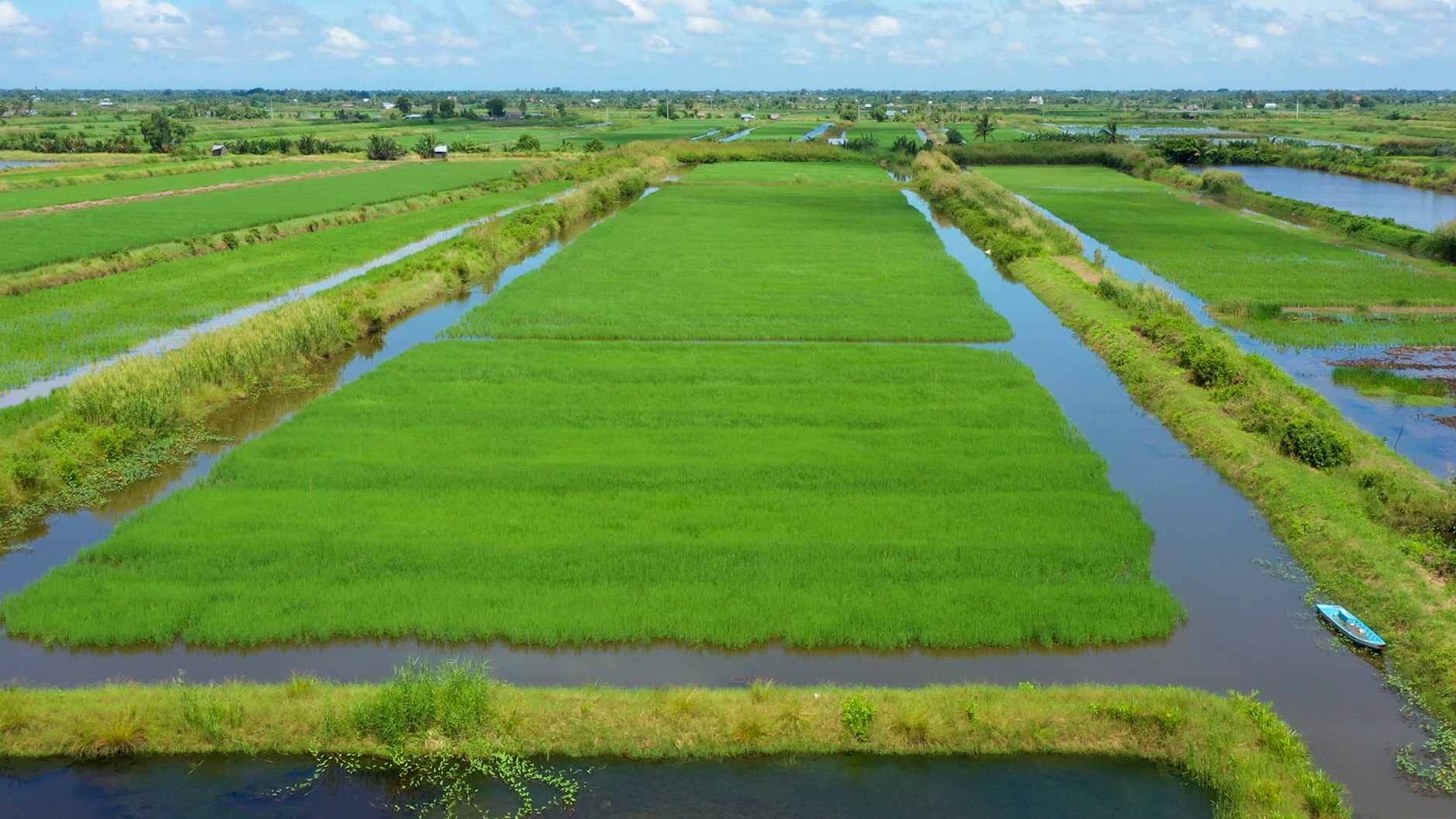 Một vụ lúa - tôm mới đã bắt đầu trên những cánh đồng thuộc xã Bạch Biển Đông - một trong những vùng lúa - tôm lớn nhất Cà Mau.