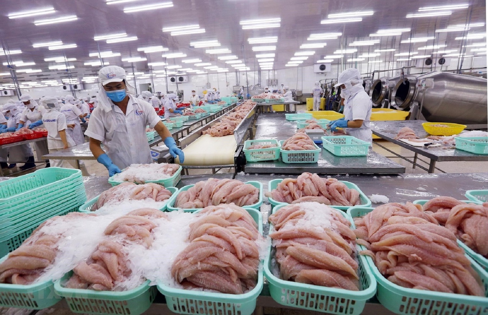 Xuất khẩu cá tra tăng trưởng mạnh mẽ.