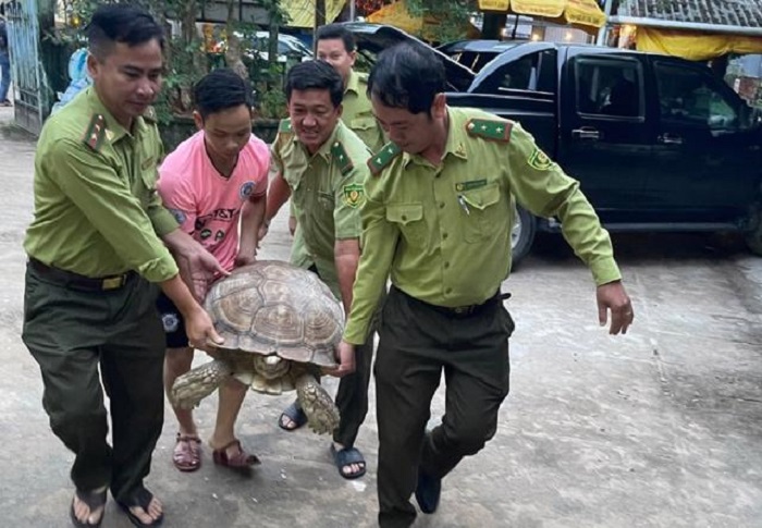 Kiểm lâm tái thả rùa về rừng.