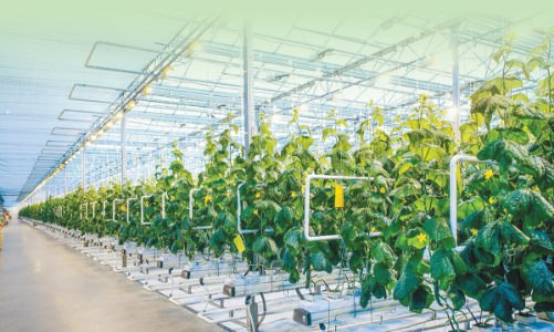 Ngành nông nghiệp phục hồi với tăng trưởng xanh