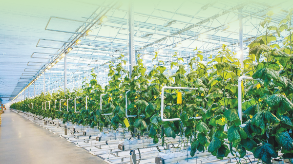 Ngành nông nghiệp phục hồi với tăng trưởng xanh