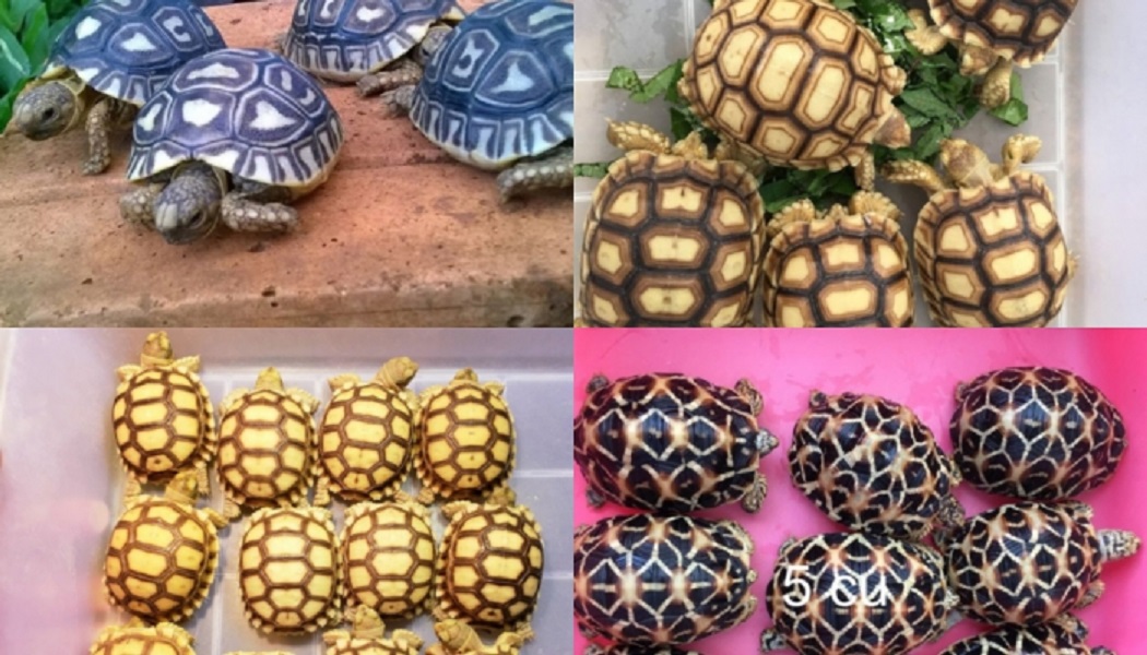 Nhiều loài rùa đang đứng trước nguy cơ tuyệt chủng.