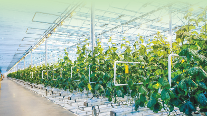 Green growth a path to recovery for agriculture 