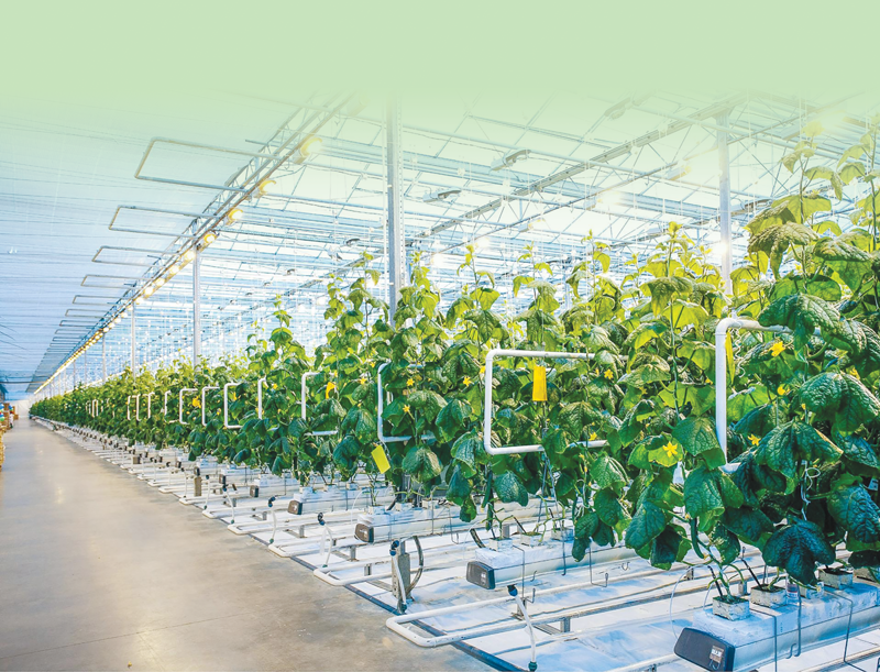 Green growth a path to recovery for agriculture 