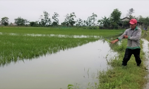 Chính sách hỗ trợ phí bảo hiểm nông nghiệp bỏ sót một tỉnh nơi 