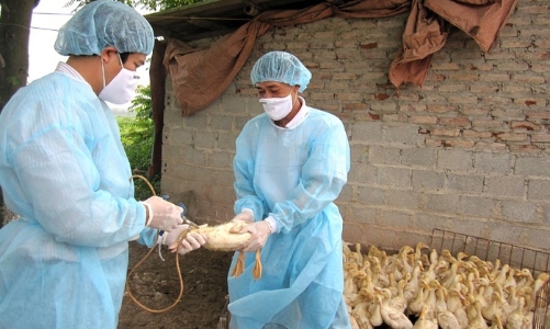 Phát hiện ca bệnh cúm A (H5) trên người ở Phú Thọ sau hơn 8 năm