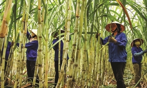 Ngành mía đường quyết tâm phục hồi lại vùng nguyên liệu 