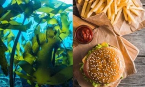 Các nhà khoa học vừa phát minh bao bì thức ăn nhanh làm từ rong biển