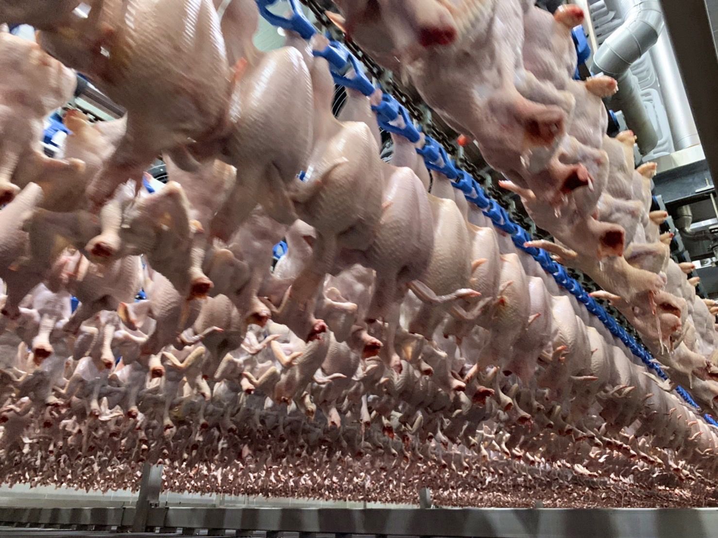 Dây chuyền giết mổ trong nhà máy của CP Food hoàn toàn tự động.