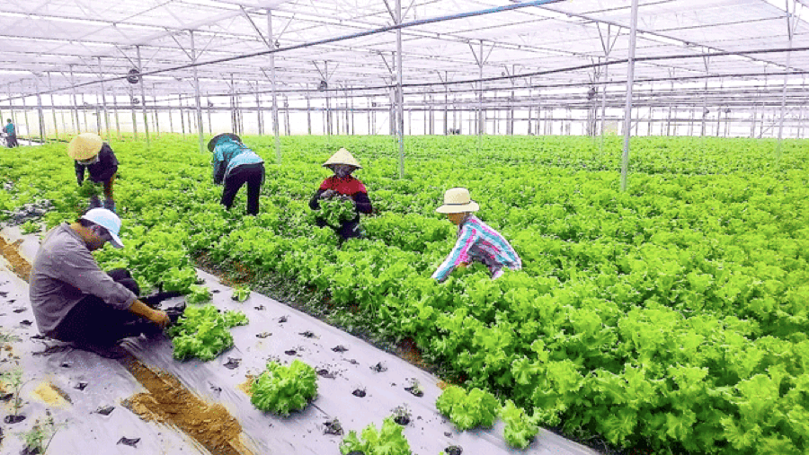 Cần một “nhạc trưởng” điều phối liên kết vùng- miền, doanh nghiệp và hợp tác xã