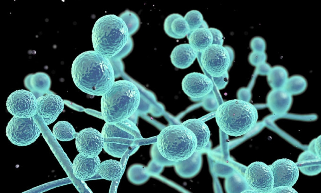 Nấm candida dưới kính hiển vi điện tử. Ảnh: Dr Microbe