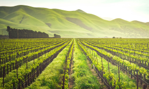 Thái Lan đặt mục tiêu đưa Bangkok trở thành “Thung lũng Silicon công nghệ thực phẩm”, (Ảnh: Internet) 