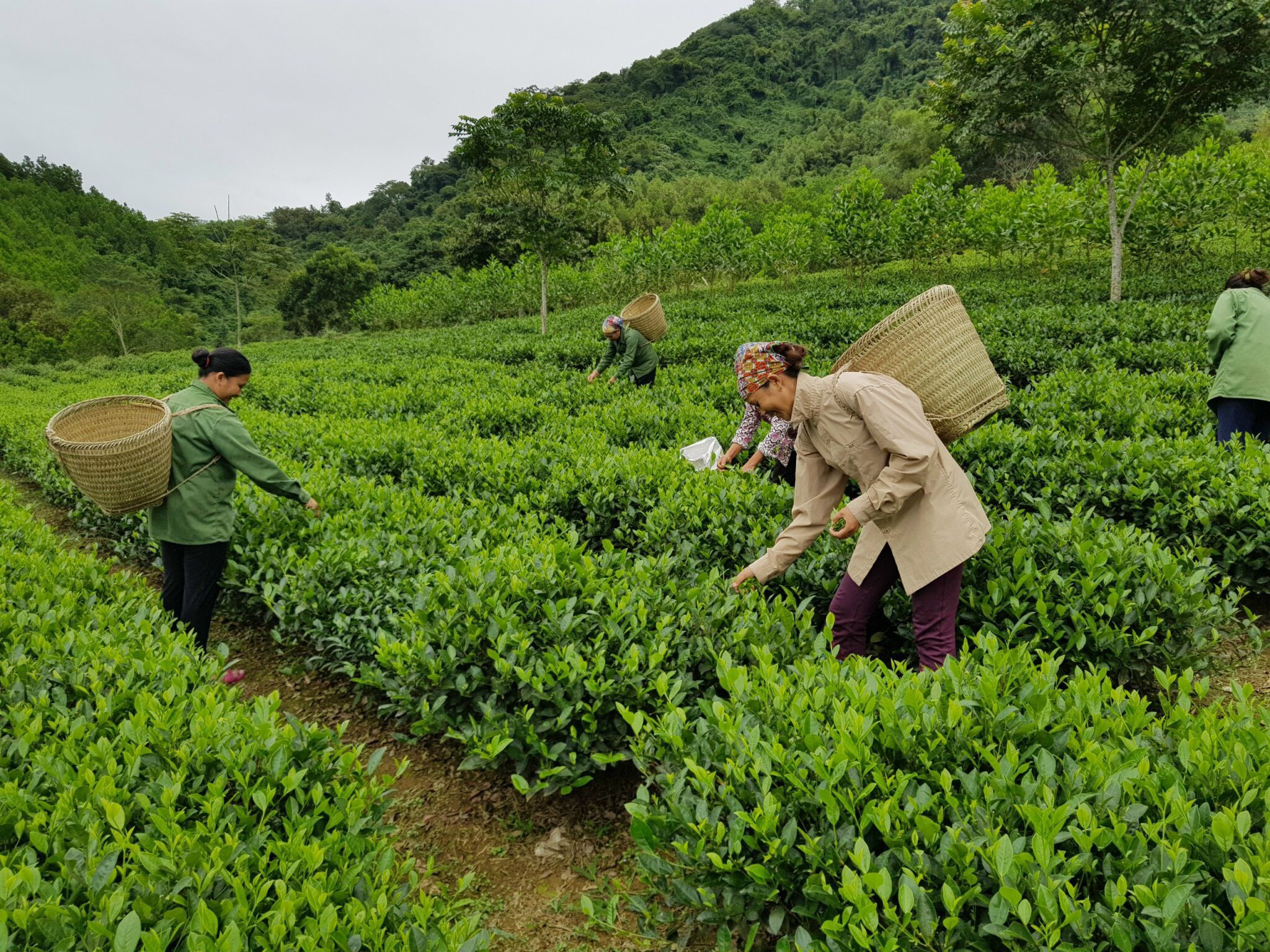 Trình độ phát triển vùng Trung du và miền núi phía Bắc ngày càng chênh lệch so với các vùng còn lại của cả nước.