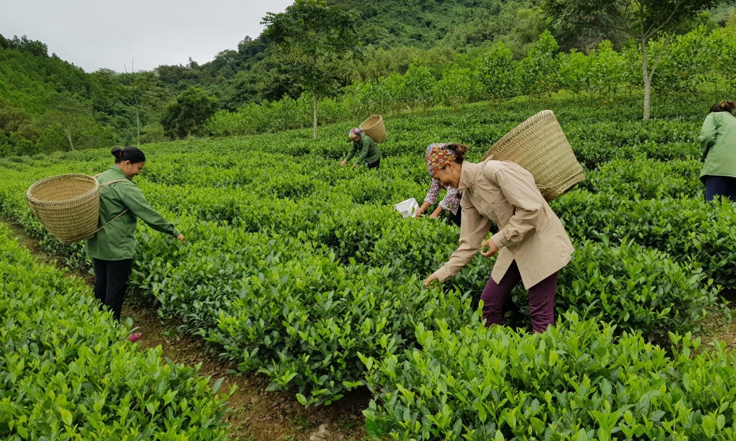 Trình độ phát triển vùng Trung du và miền núi phía Bắc ngày càng chênh lệch so với các vùng còn lại của cả nước.