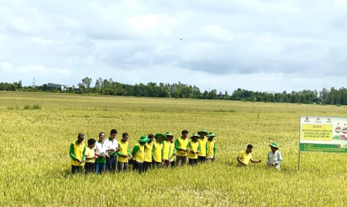 Mô hình sản xuất lúa hiện đại, đem lại nhiều lợi ích cho nhà nông