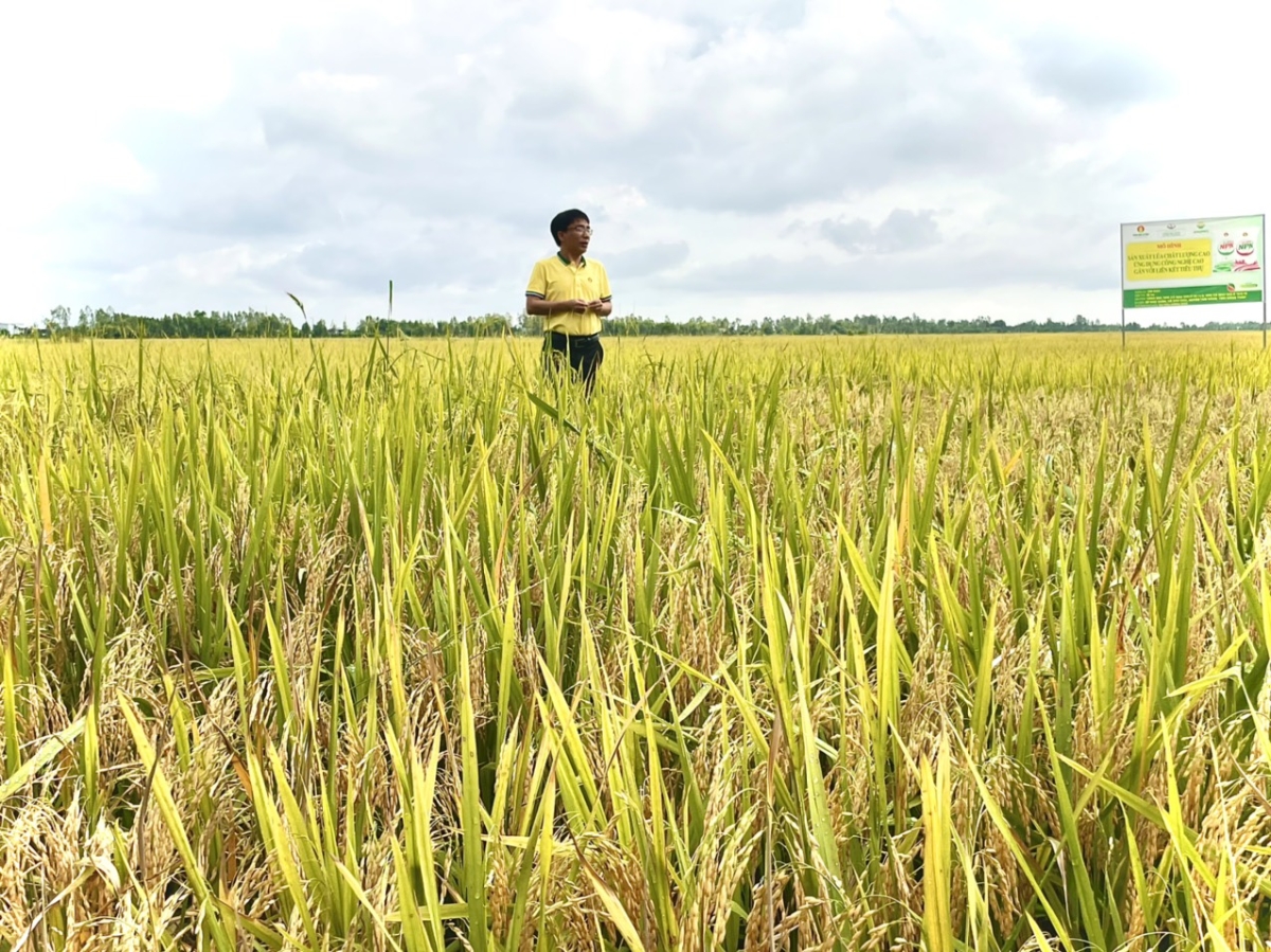 NPK C&agrave; Mau với 3 chất dinh dưỡng Đạm, L&acirc;n, Kali trong c&ugrave;ng một hạt ph&acirc;n, hạt tr&ograve;n, đồng đều, việc phun ph&acirc;n bằng m&aacute;y bay lại c&agrave;ng hiệu quả hơn, tiện hơn, đồng đều hơn.