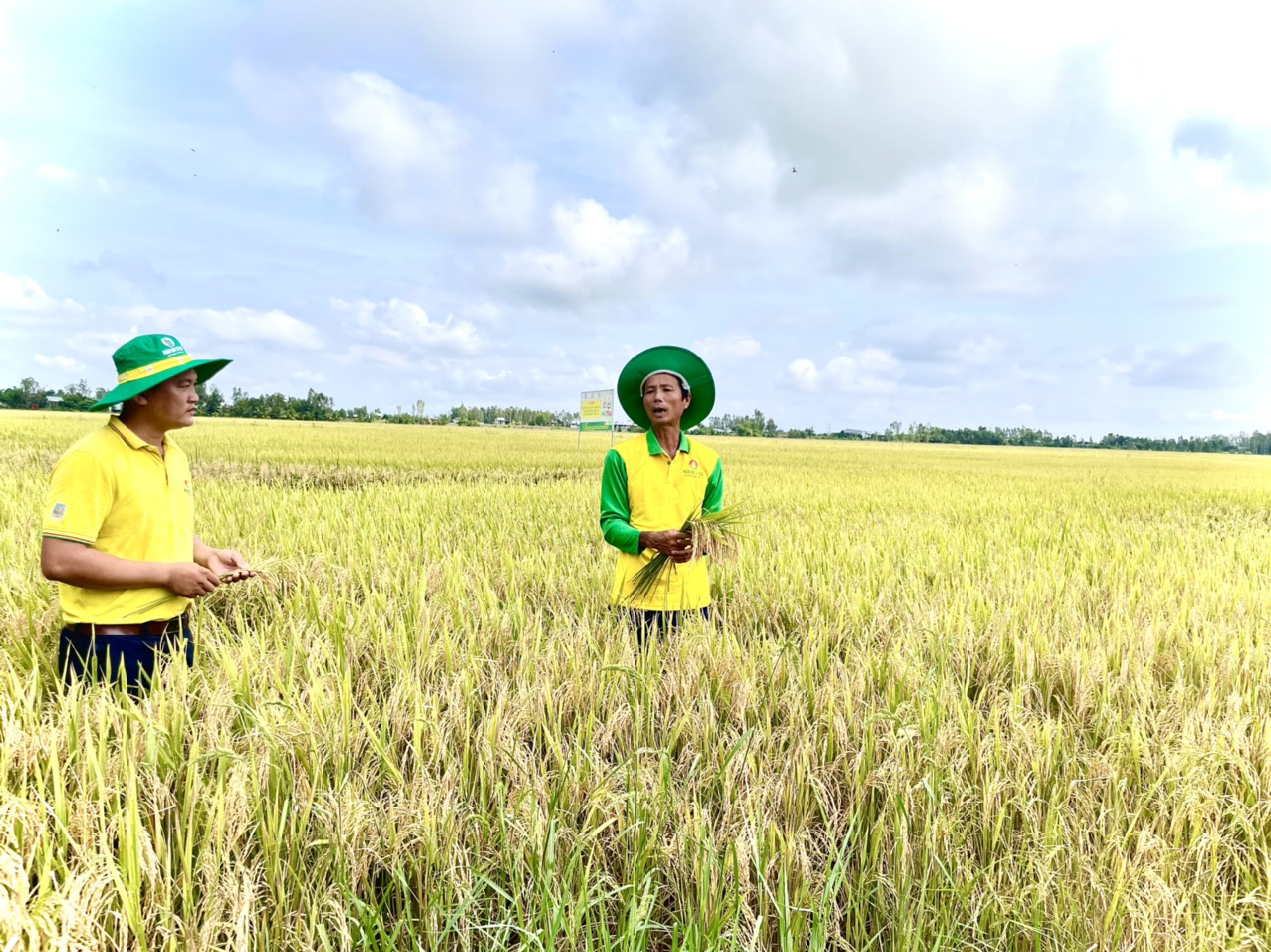 Phân bón Cà Mau đang đồng hành triển khai các mô hình với khoảng 220ha tại hai tỉnh thí điểm An Giang và Đồng Tháp, sắp tới mở rộng khoảng 500ha trong các vụ tiếp theo. 
