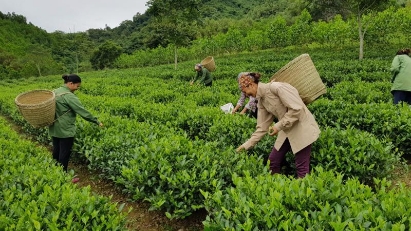 Digital transformation to help northern midlands and mountains