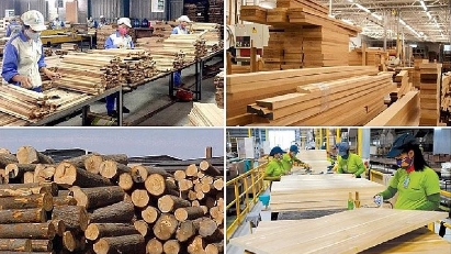 Timber value chain must be legal