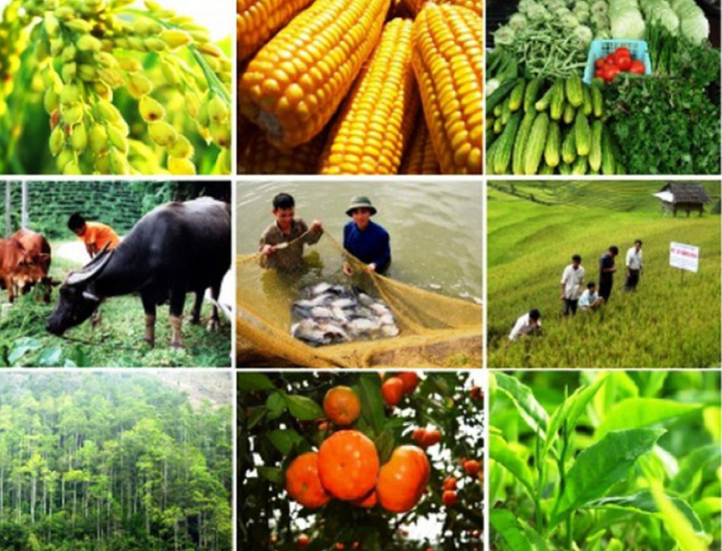 Nông nghiệp, thủy sản đều thuận lợi