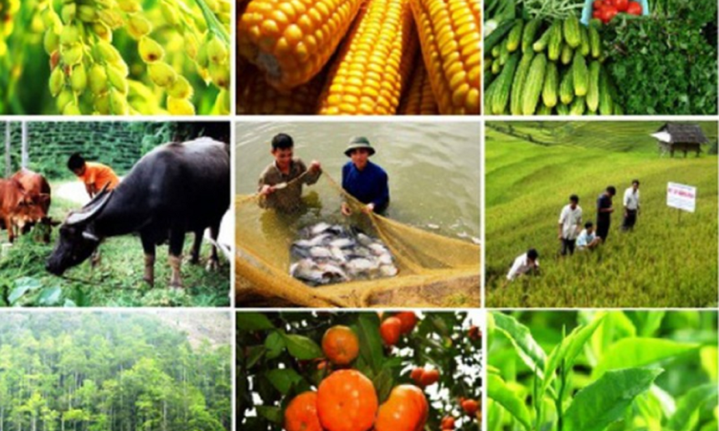 Nông nghiệp, thủy sản đều thuận lợi