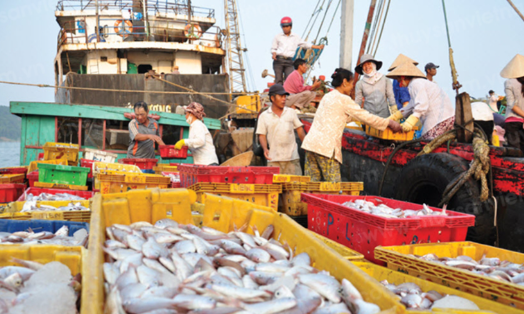Đánh bắt hải sản phải tuân thủ IUU