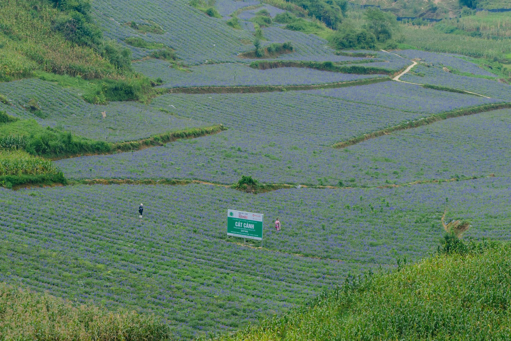 Vùng trồng cát cánh của Công ty Nam Dược đạt tiêu chuẩn GACP-WHO tại Bắc Hà (Lào Cai).
