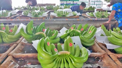 Vietnam leads in banana exports to China