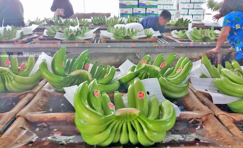 Vietnam leads in banana exports to China