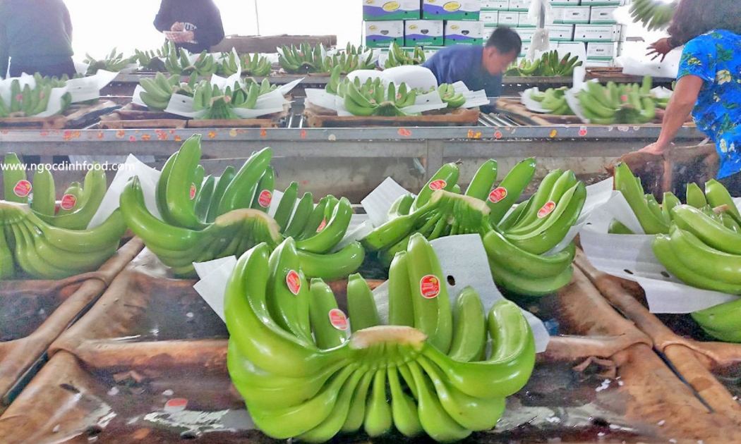 Chuối đã được phép xuất khẩu chính ngạch sang Trung Quốc.