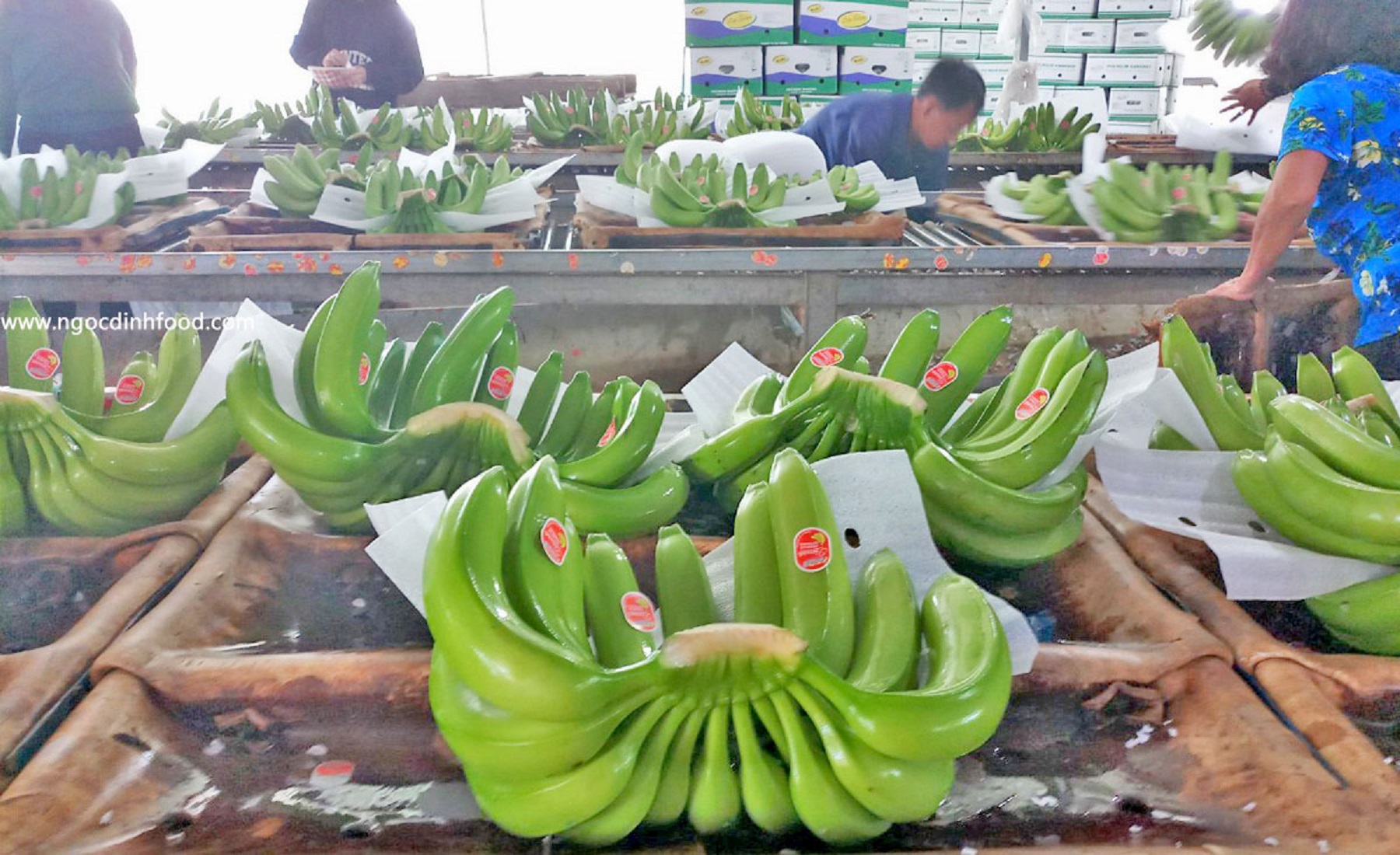 Chuối đã được phép xuất khẩu chính ngạch sang Trung Quốc.