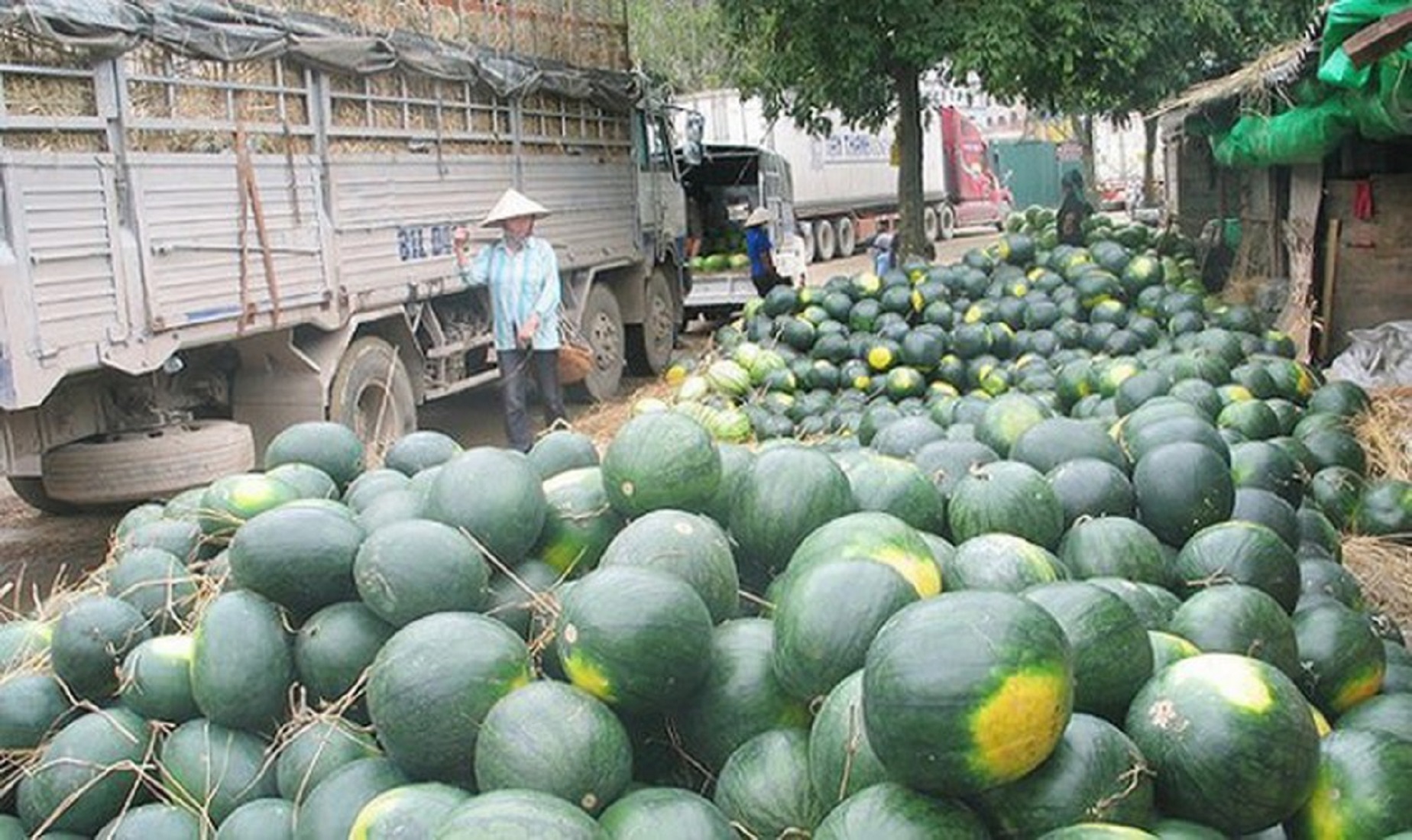 Dưa hấu là trái cây xuất khẩu nhiều sang Trung Quốc