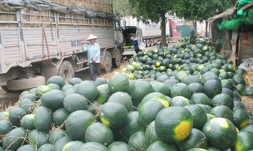 Trung Quốc: Thị trường xuất khẩu quan trọng của nông sản Việt 