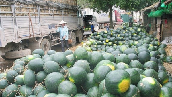 Trung Quốc: Thị trường xuất khẩu quan trọng của nông sản Việt 