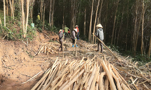 Người trồng bán rừng non: Nguy cơ phá sản chiến lược lớn