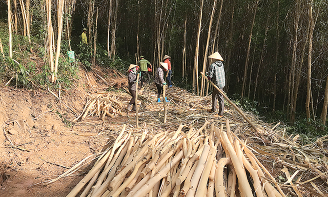 Thu hoạch rừng ở thôn Phú Lâm, xã Tượng Lĩnh, huyện Nông Cống,