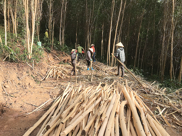 Thu hoạch rừng ở thôn Phú Lâm, xã Tượng Lĩnh, huyện Nông Cống, 