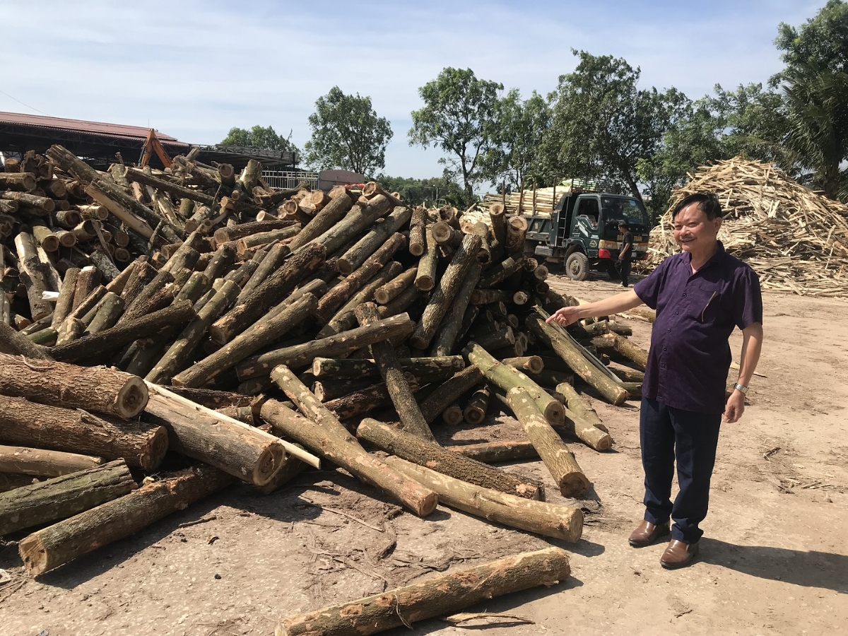 &Ocirc;ng Đỗ Văn Hải b&ecirc;n đống gỗ c&acirc;y mua về