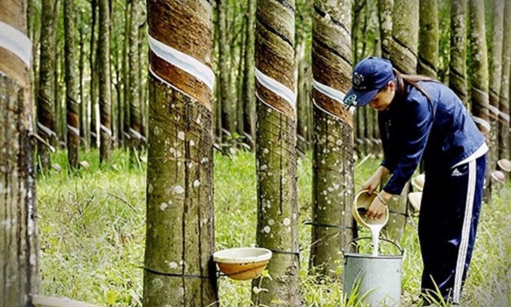 Canh tác cao su đang gặp nhiều khó khăn.