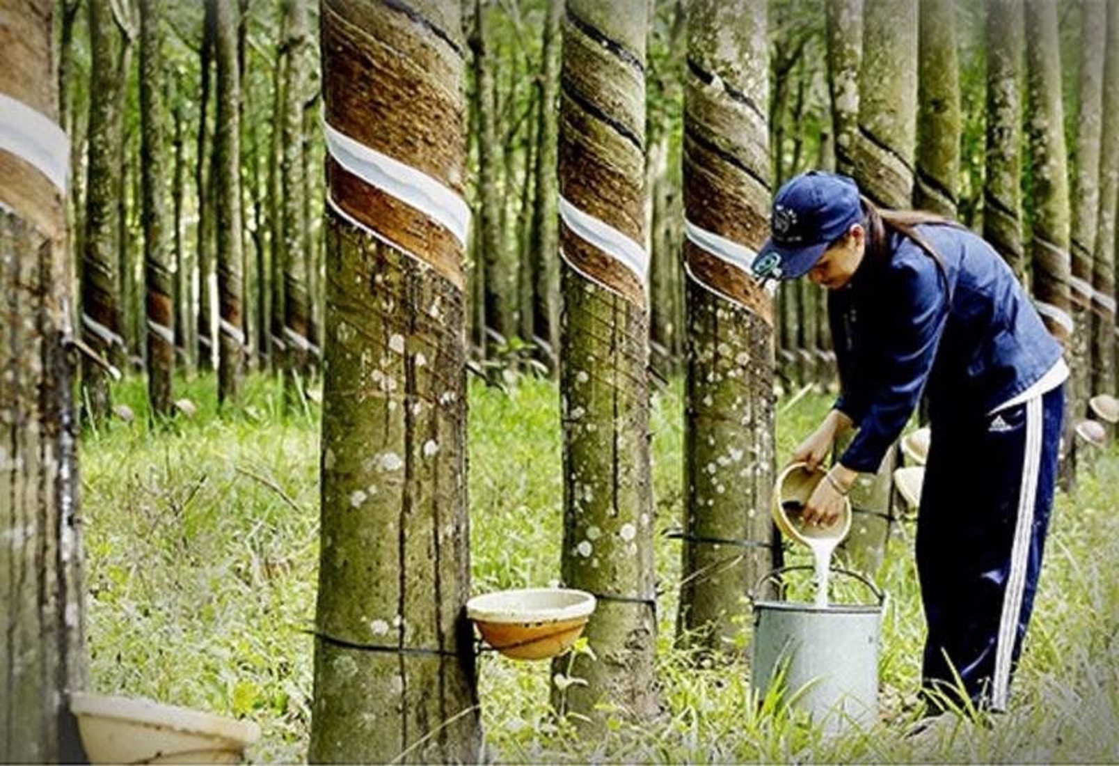 Canh tác cao su đang gặp nhiều khó khăn.